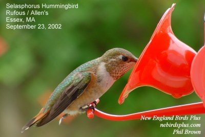 Selasphorus Hummingbird, Rufous / Allen's