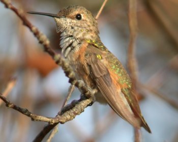 Rufous / Allen's Hummingbird