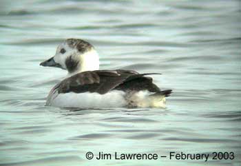 Adult female Long-tailed Duck