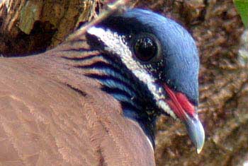 Blue-headed Quail-Dove