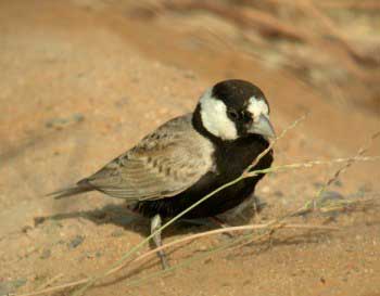 Black-crowned Sparrow-lark (Eremopterix nigriceps)