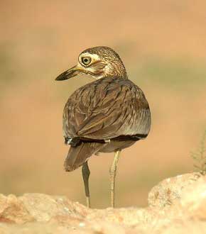 Senegal Thick-knee (Burhinus senegalensis)