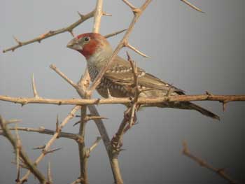 Red-headed Finch