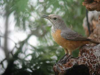 Short-toed Rock Thrush female