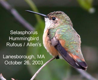Selasphorus Hummingbird / Rufous / Allen's