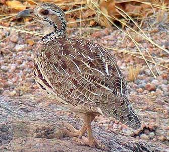 Orange River Francolin