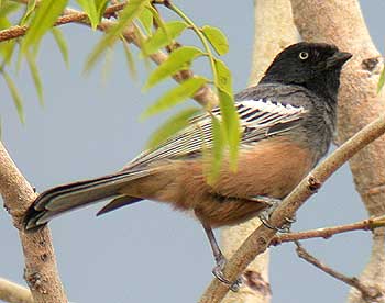 Rufous-bellied Tit