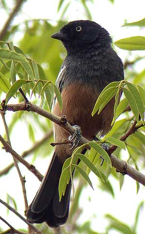 Rufous-bellied Tit