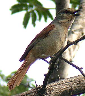 Rufous-tailed Palm-thrush
