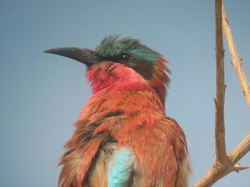 Southern Carmine Bee-eater