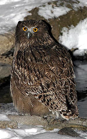 Blakiston's Fish Owl