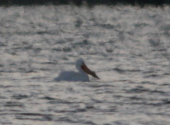 Am. White Pelican