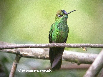 Violet-fronted Brilliant (male)