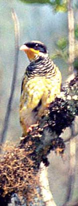 Swallow-tailed Cotinga