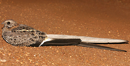 Pennant-winged Nightjar