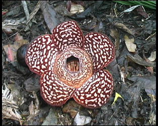 Rafflesia sp