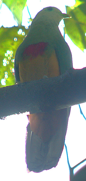 Scarlet-breasted Fruit-dove