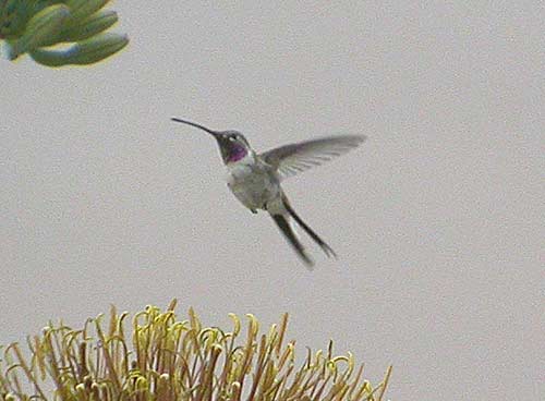   Oasis Hummingbird  