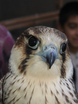 1st yr Lanner Falcon