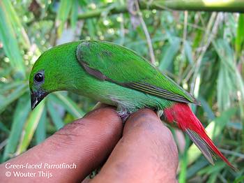 Green-faced Parrotfinch