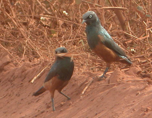 Chestnut-bellied Starlings