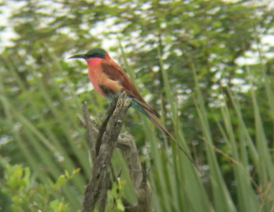 Southern Carmine Bee Eater