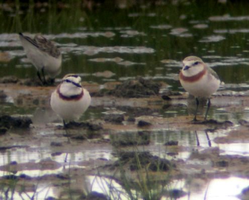 Chestnut-banded Plover