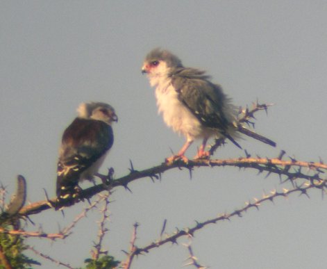 Pygmy Falcons