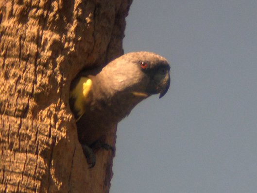 Ruppell's Parrot