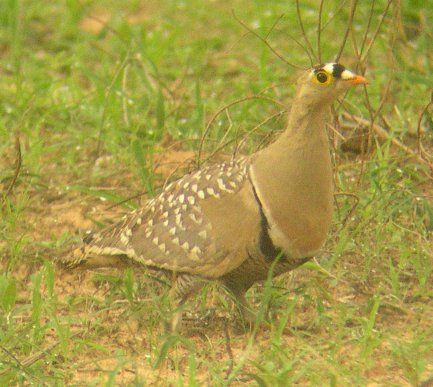 Double-banded Sandgrouse