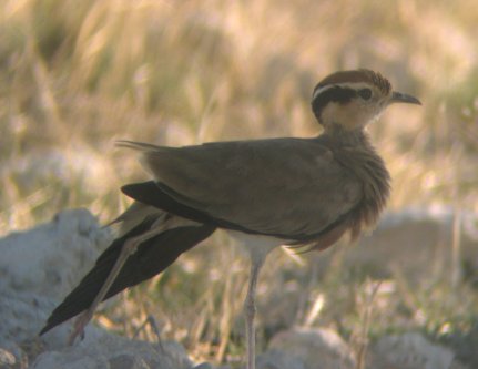 Temminck's Courser