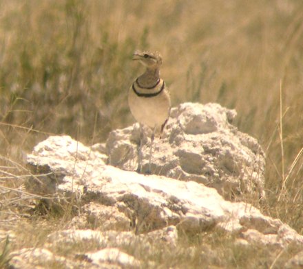 Double-banded Courser