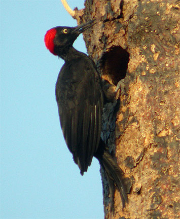 Andaman Woodpecker, female