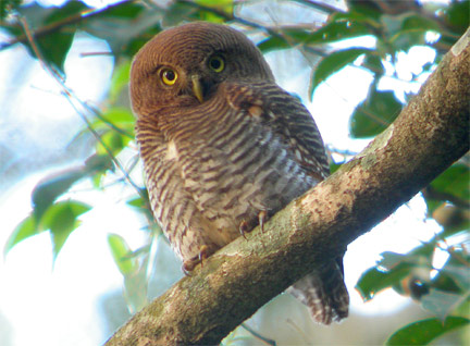 Jungle Owlet, malabaricum race