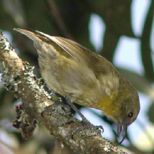 Akiapolaau, female