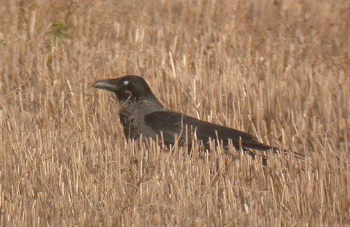 Corvus sp