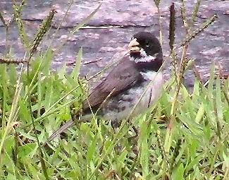 Double-collared Seedeater (Video capture)