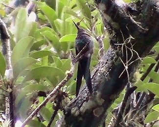 Swallow-tailed Hummingbird (Video capture)