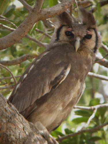 Verreaux's Eagle Owl