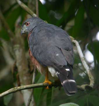 Double-toothed Kite
