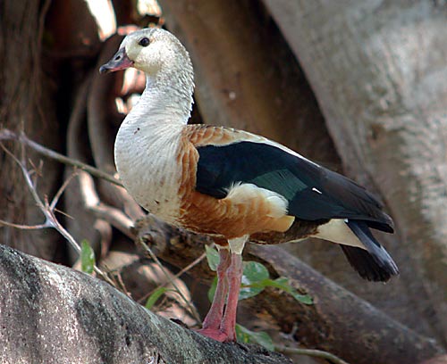 Orinoco Goose