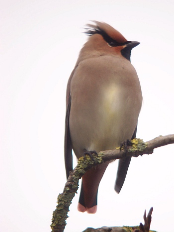 Japanese Waxwing, Bombycilla japonica