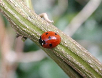 7-spot Ladybird