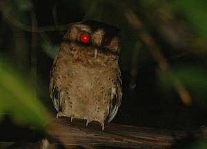 Reddish Scops Owl
