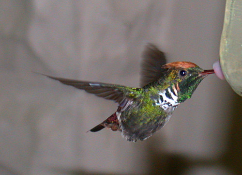 Frilled Coquette