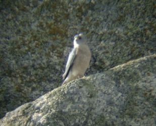 Levant Sparrowhawk (Accipiter brevipes)