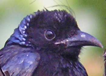 hair crested drongo