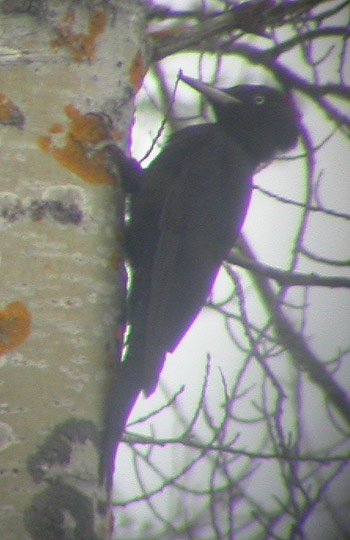 Black Woodpecker (Ian Broadbent)