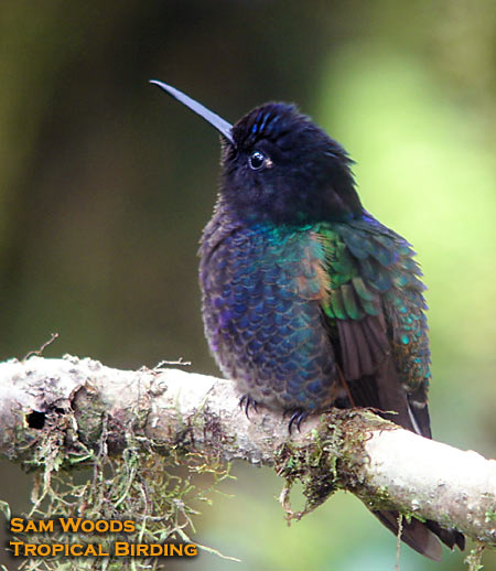 Velvet-purple Coronet