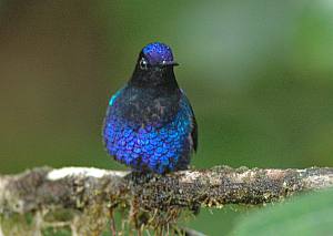 Velvet-purple Coronet